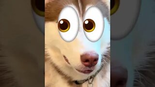 Wait for it… #husky #puppies #puppy #siberianhusky #shorts #funny