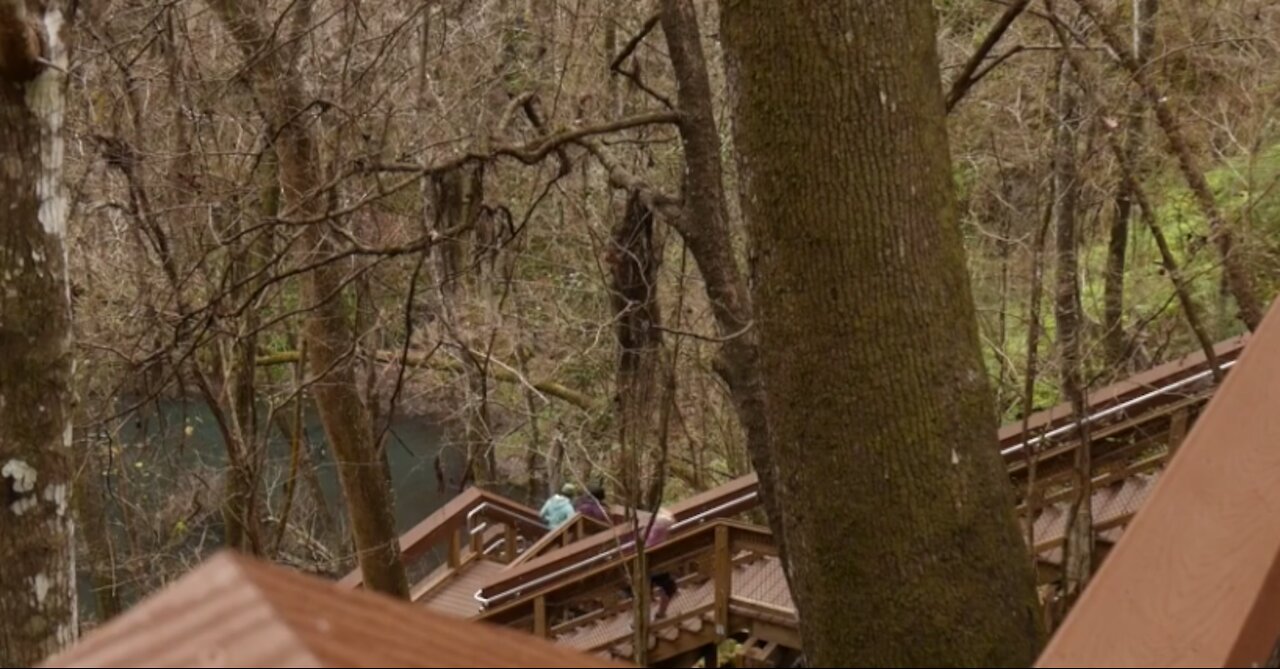 This Boardwalk In Florida Leads To A Hidden Miniature Rain Forest