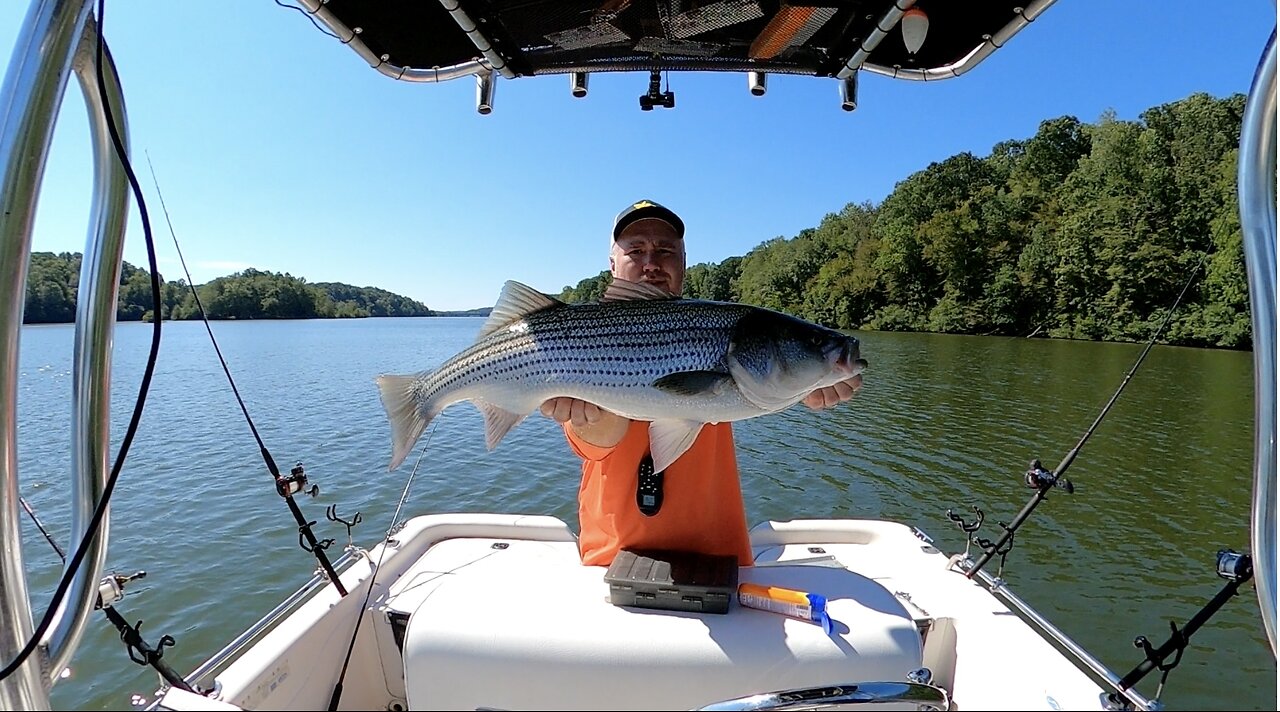 Trolling Live Bait for Late Summer Georgia Stripers!