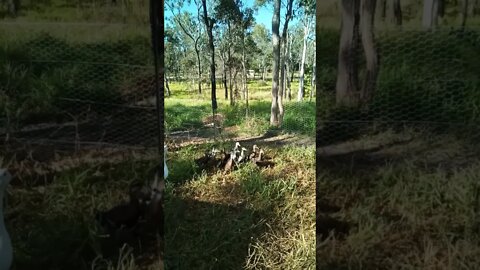 Ducklings are out for the third day. Geese are protecting them