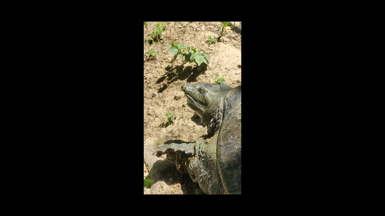 Turtle finally revealed I found a turtle near lake At Park