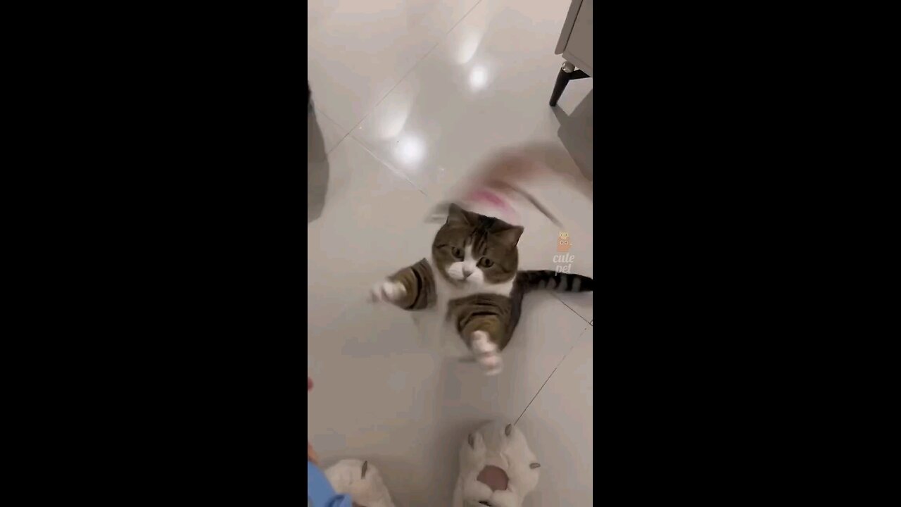 cute cat