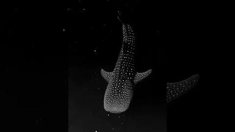 Whale Shark gliding through Bioluminescent Algae