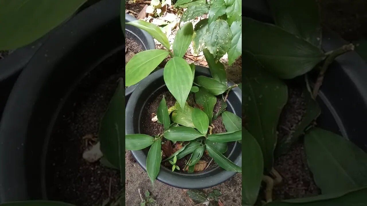 thebuk plants