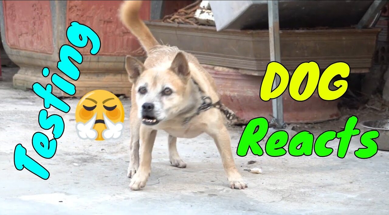 How Dogs React When Seeing Stranger 12 - Running, Barking? | Viral Dog