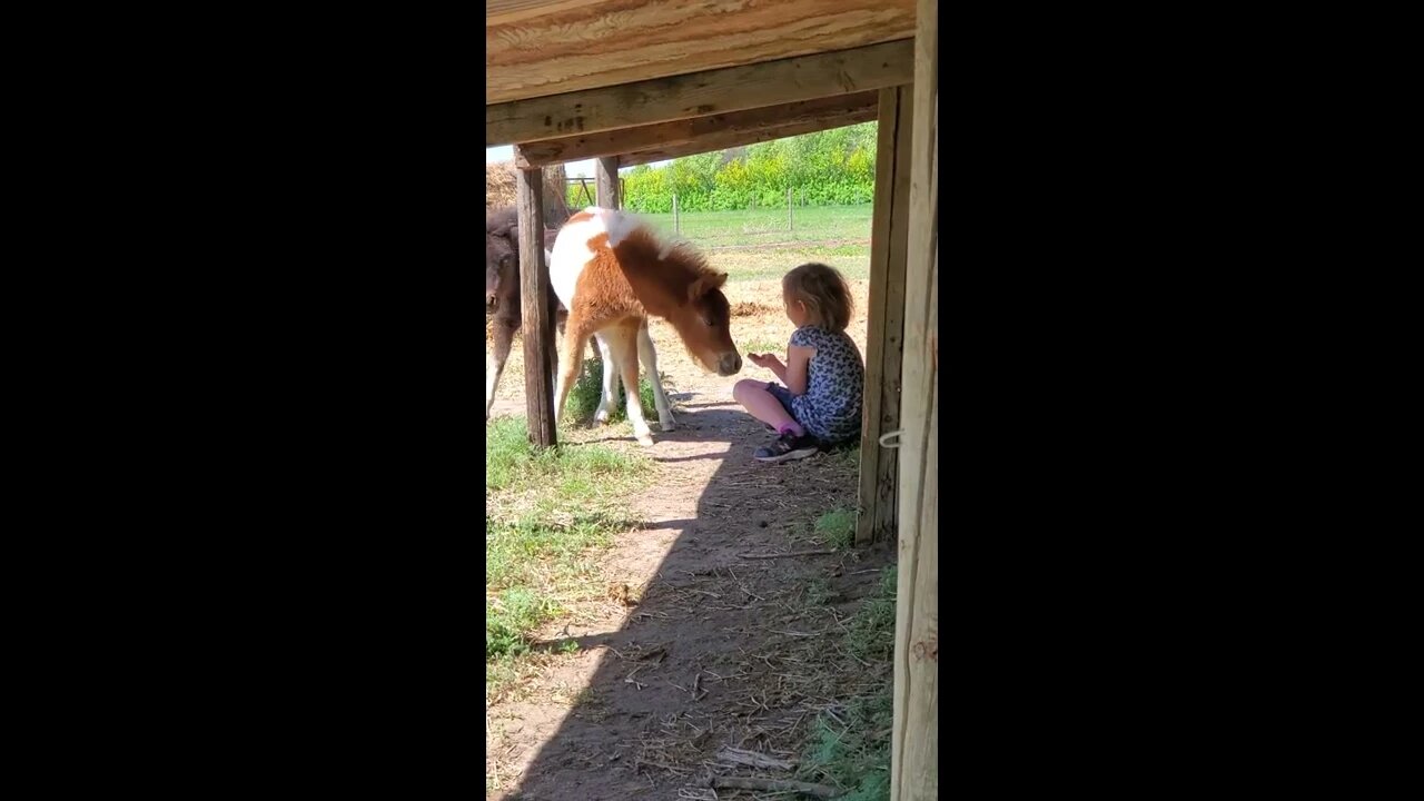 My Daughter Convinces Miniature Horses to Come to Her