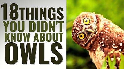 18 Amazing Facts About Owls You Won't Believe Are True!