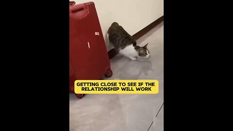 Pets relationships | funny pets😹🐶| best animals video😅😂