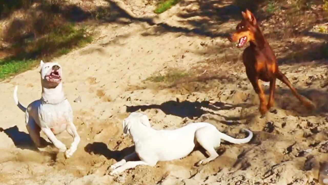 "Church" Highlights with the Pack - Dogo Argentinos VS Doberman Pinschers