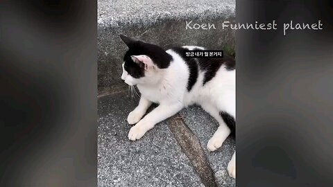 Amazing skills of funny 🤣 🤣 Cat 🐈🐈 😂😂😂
