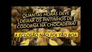 QUANTAS HORAS DEIXO OS PINTINHOS DE CODORNA NA CHOCADEIRA / NASCERAM POUCOS PINTINHOS