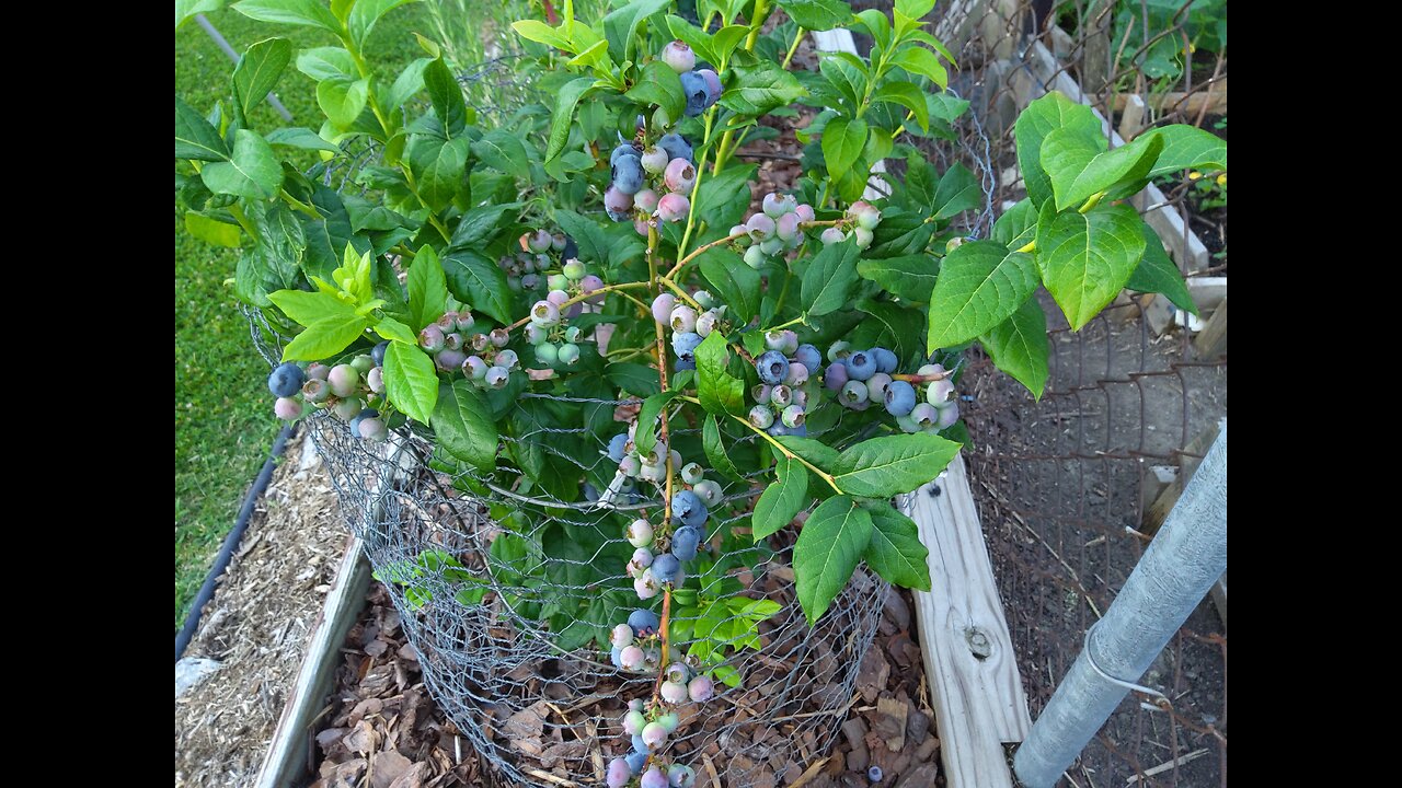 Harvesting Blueray and Northern Blueberries