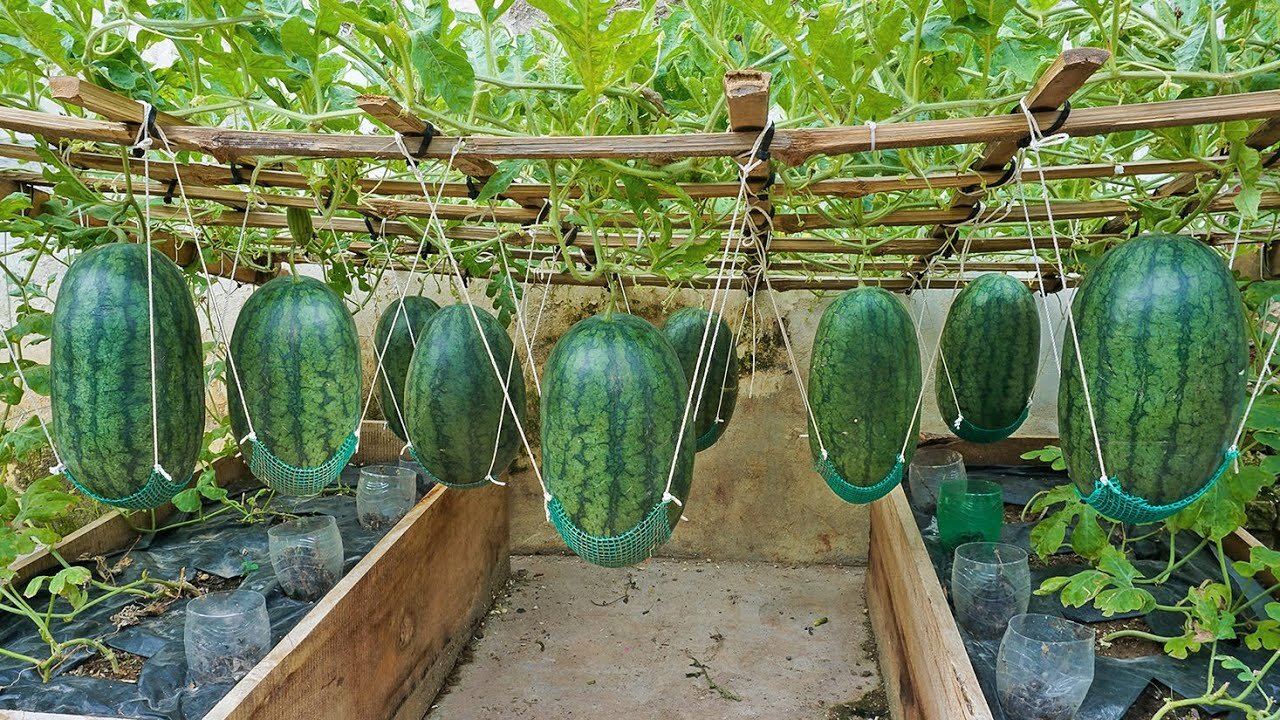 Worlds Most Expensive Watermelon Growing watermelon hanging hammock on the bed