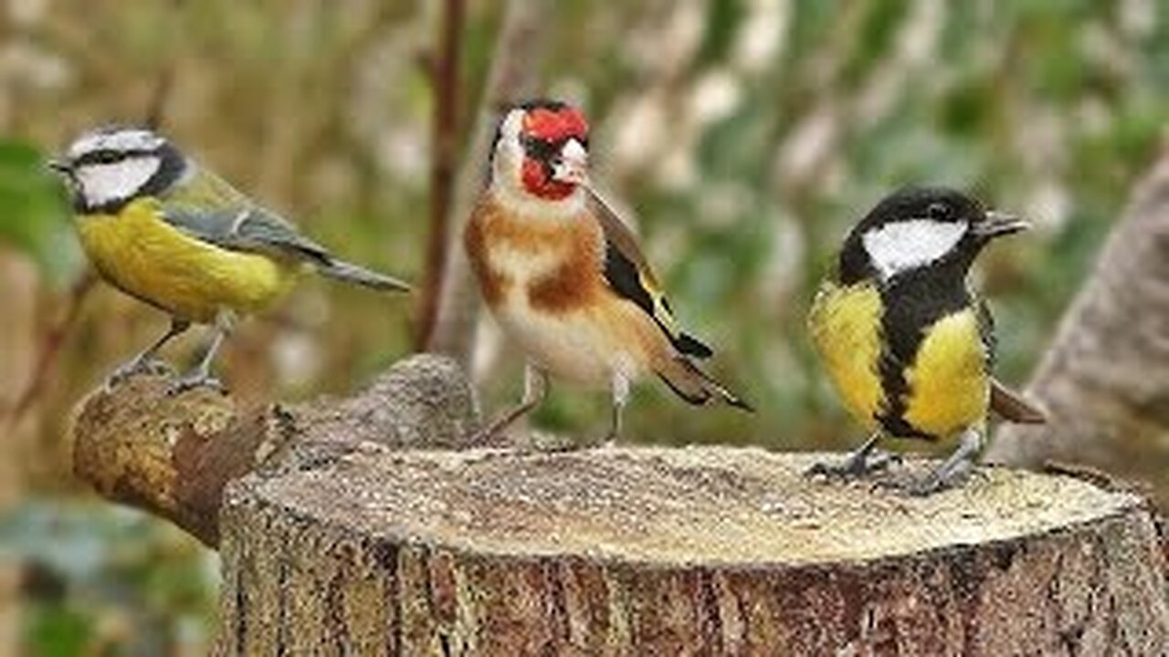 Bird Sounds Spectacular : Morning Bird Song