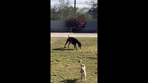 Phx Kruger Dogs video of the day