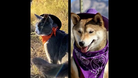 Howl-oween Showdown - Shiba Inu and their cat ready for a showdown!