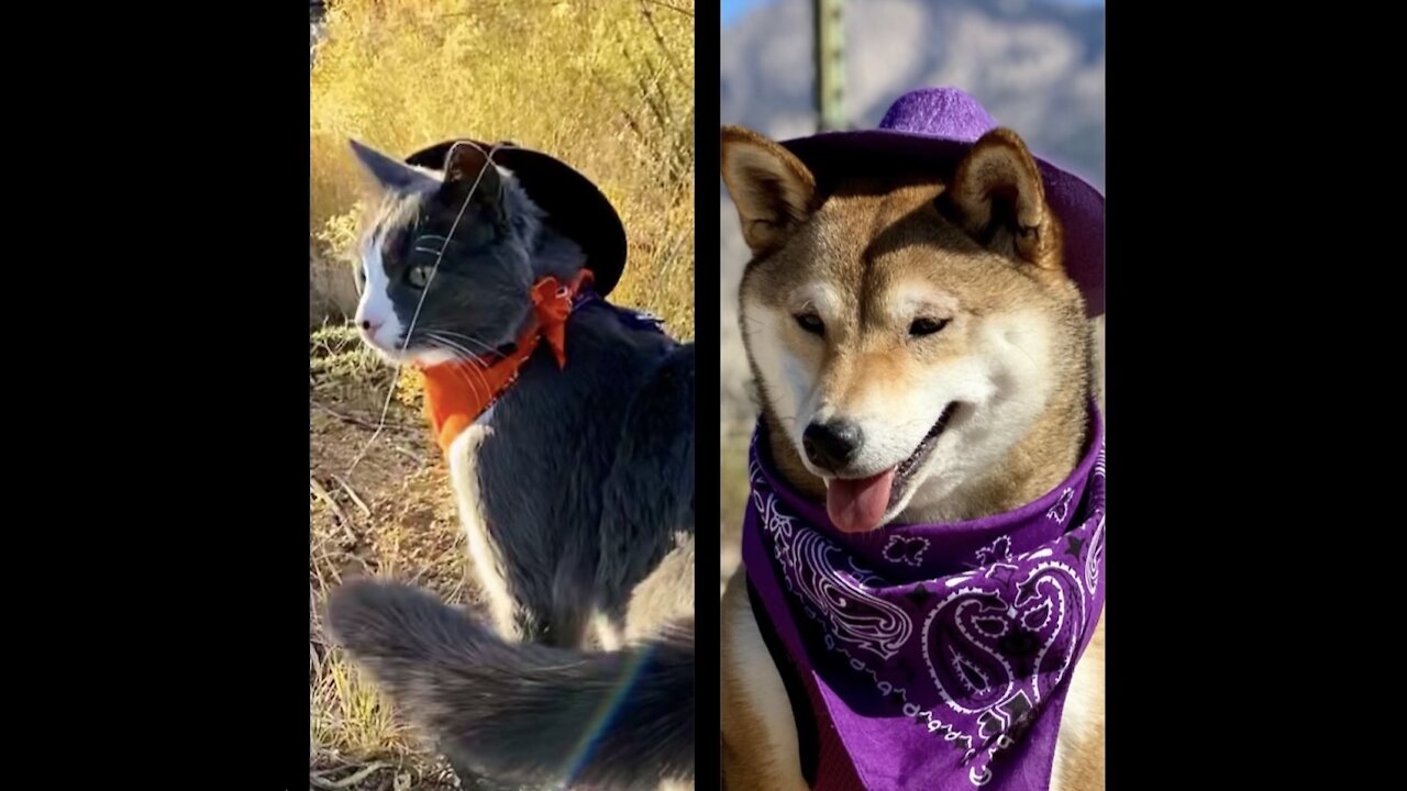 Howl-oween Showdown - Shiba Inu and their cat ready for a showdown!