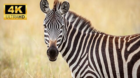 'Stripes in Motion- Discovering the Untamed Beauty of Zebras!'