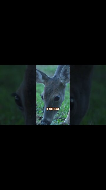 Don't overshoot the doe herd!🦌