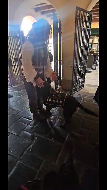 Service dog loves being part of the crew!