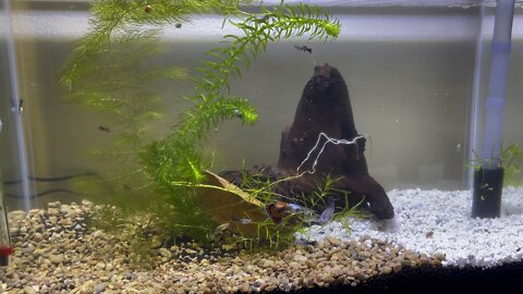 New 10g fish tank