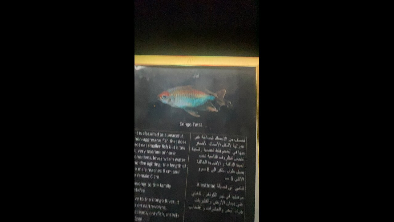 Congo tetra fish