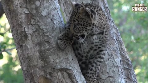 Watching Leopards - Part Two: Feeding And Playing