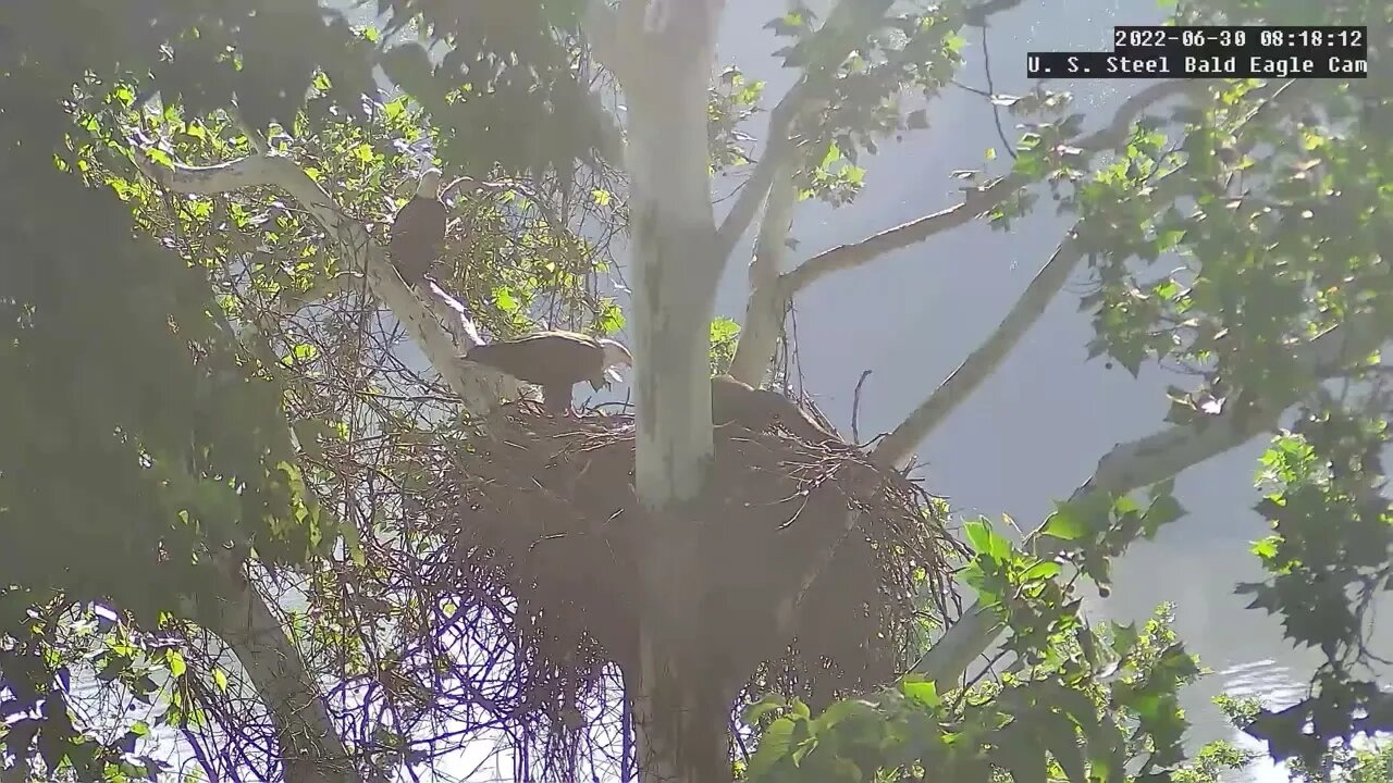 USS Eagles - USS 5 returns to nest