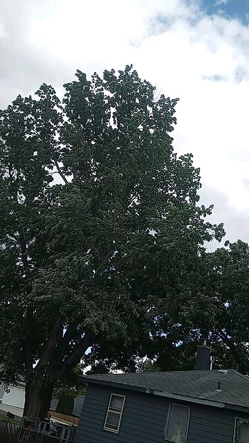 the aliens must be moving the trees