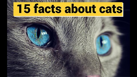 15 Facts About Cats