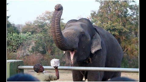 Theppakadu Elephant Camp