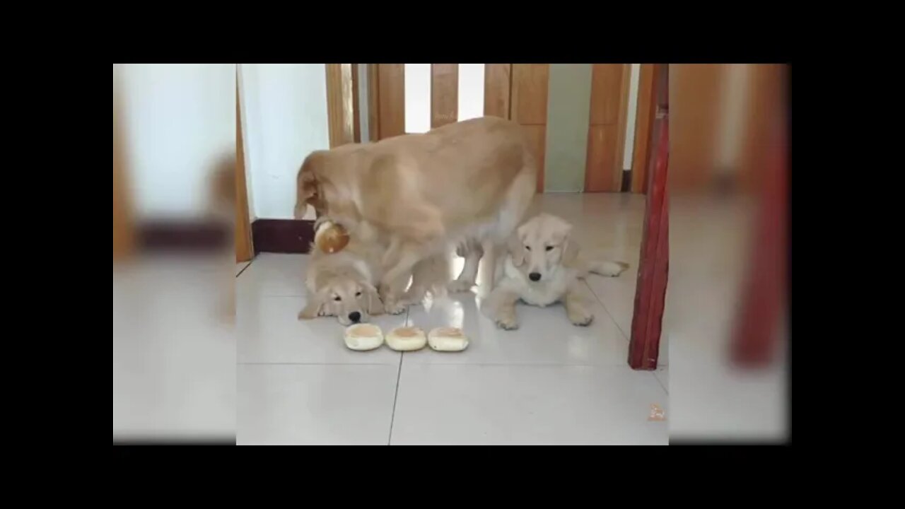 Baby Dogs Cute and Funny Dog Videos Compilation Aww Animals