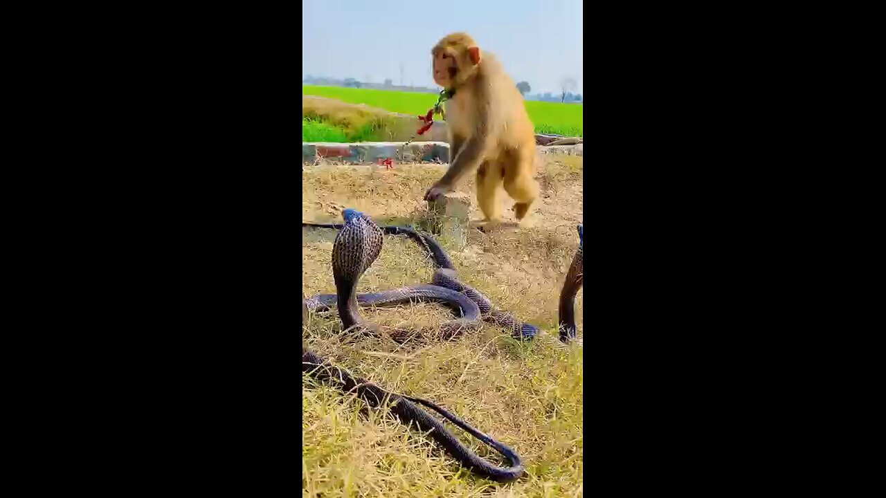 Snake and monkey