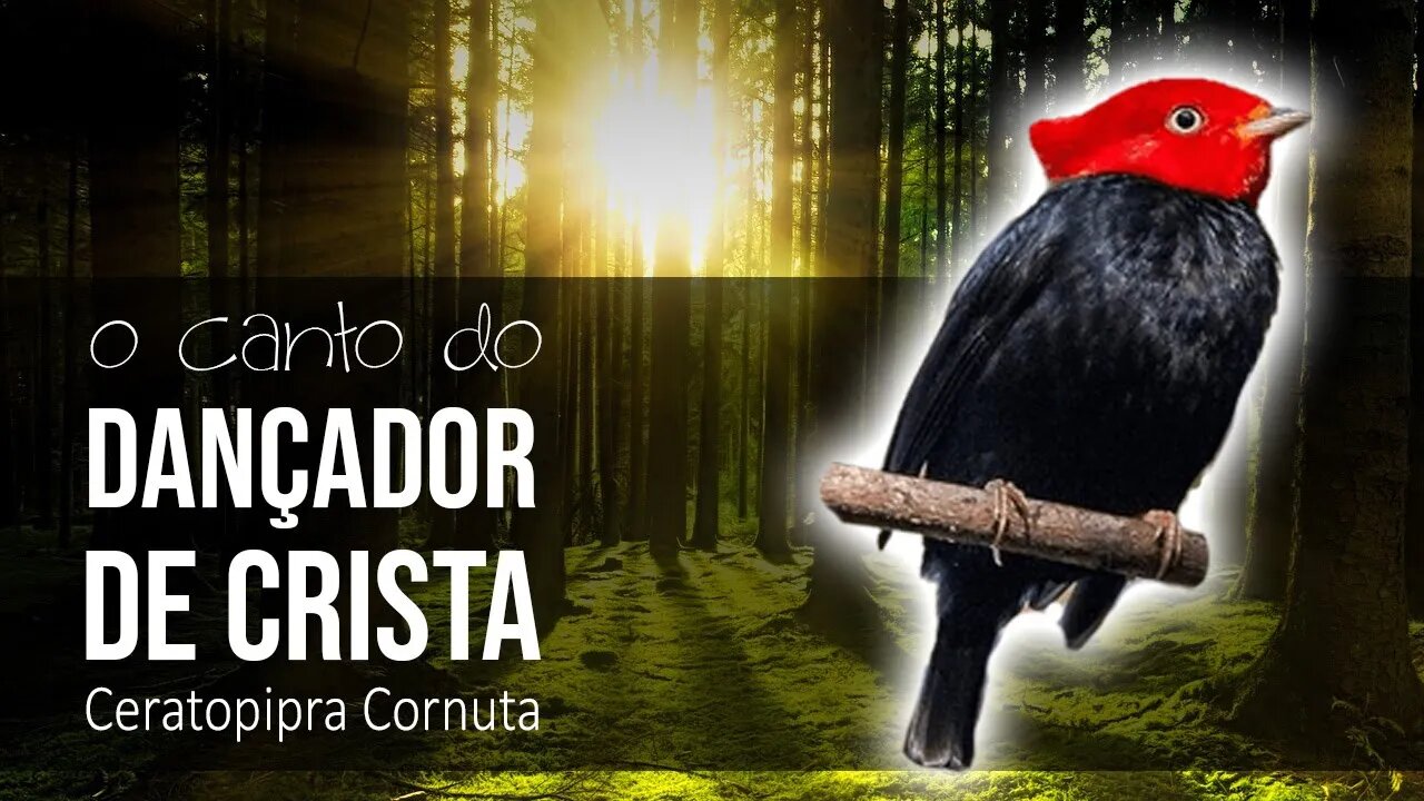 Ceratopipra Cornuta - O Canto do DANÇADOR DE CRISTA - Belas Aves