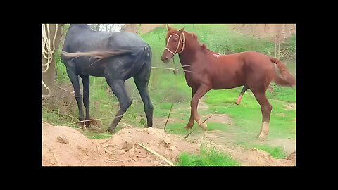 Horse meeting for the first time | horse meeting