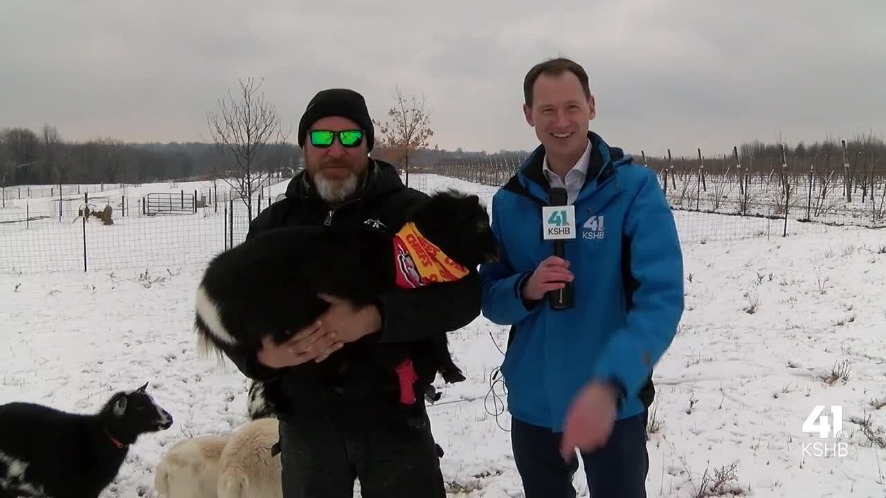 Goat with bad ankle gives advice to Chiefs' GOAT