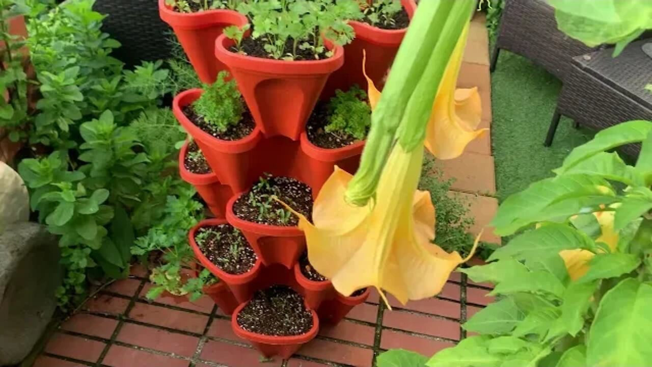 The Sunshine Has Returned & The Zucchini Is Transplanted!