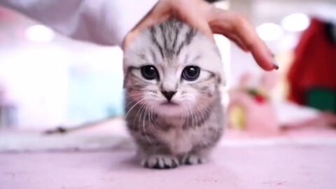 🐱Cutest Cats🐱Videos Compilation#080