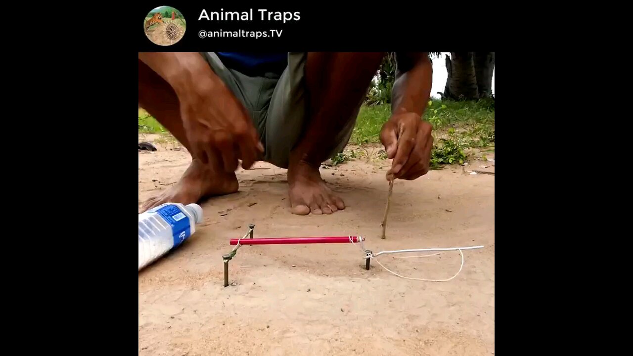 animal trap