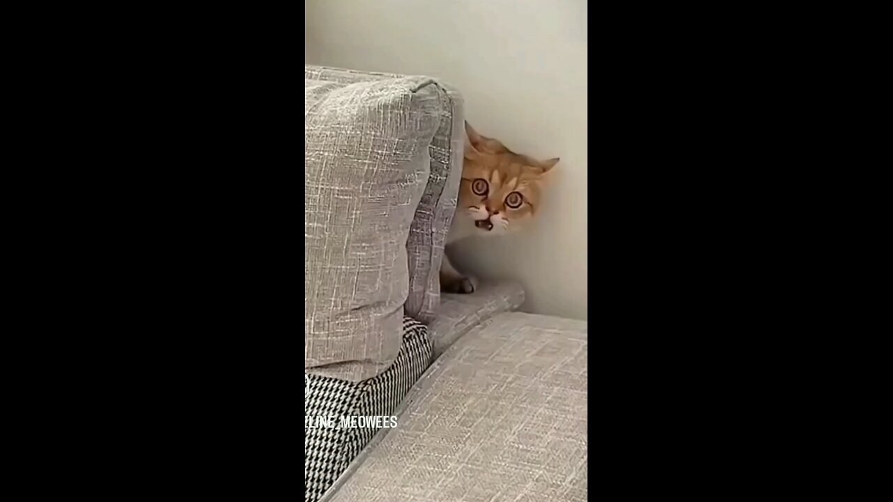 the best funny video
