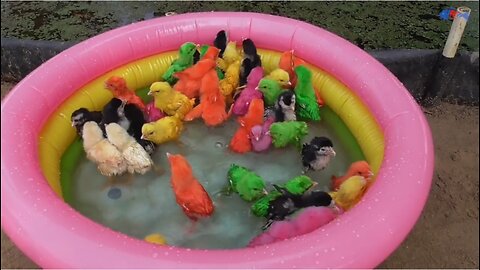 Hen chicken swimming pool kids cleaning legs of colours chik video