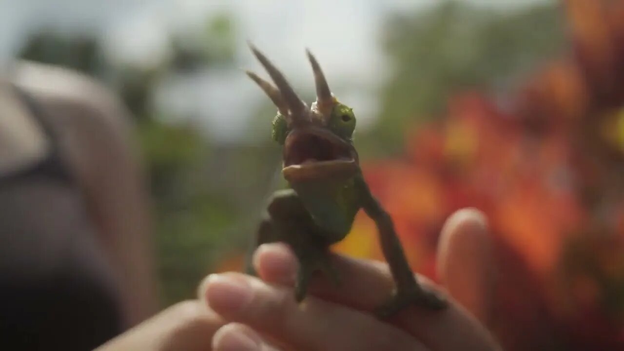 Chameleon Sensing Its Surroundings