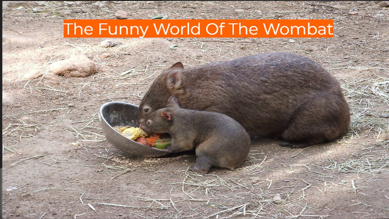 Funny and Hilarious Wombat Video - Get Ready To Laugh!!