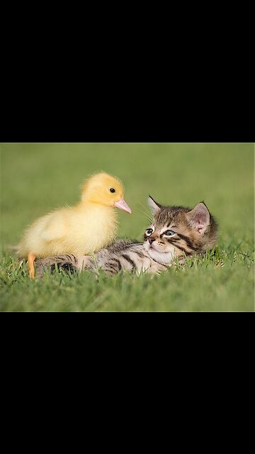 one DUCK bully the whole CATS 🤣 #short