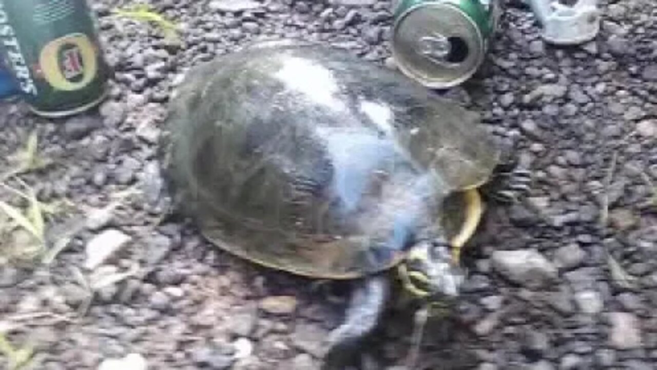 I caught this big turtle and then went bowling with it!