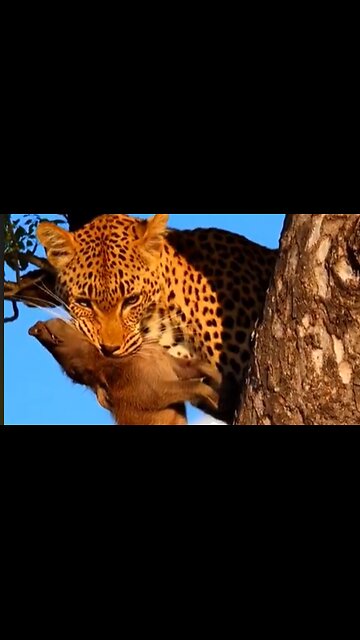 TIGER HUNT ON TREE,WOLF CAME AND WANT SNACHED,VIRAL,