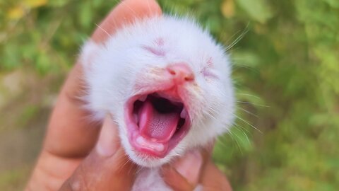 Cat video