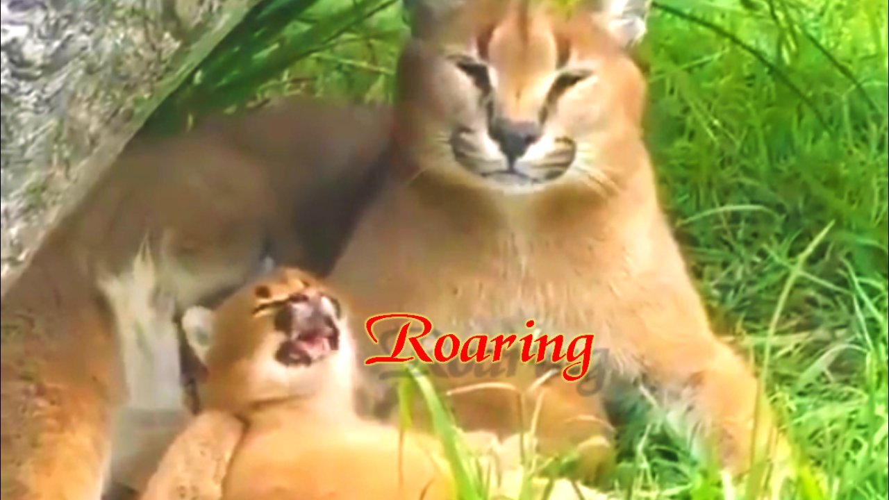 Baby is roaring