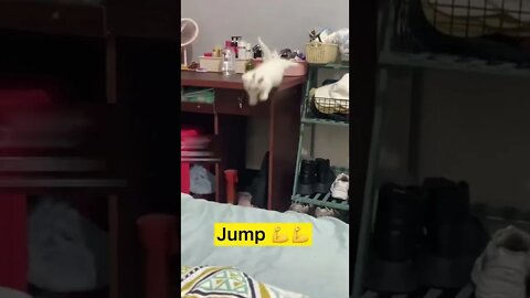 Cute kitten failed in long jump funny #shorts #cat #kitten #pets