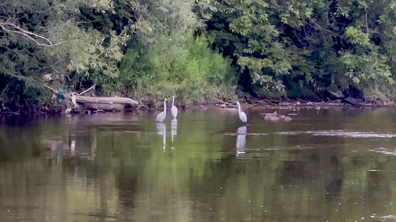 3 Great White Egrets in Humber River